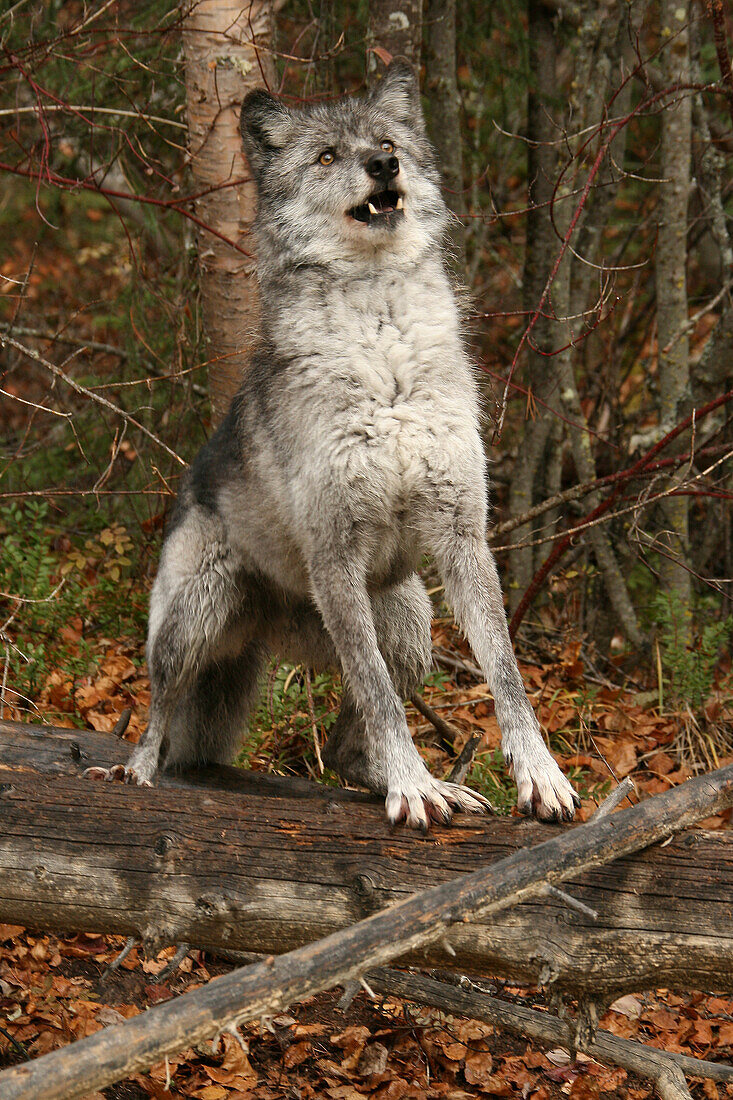 Grey Wolf, outside Golden, British Columbia