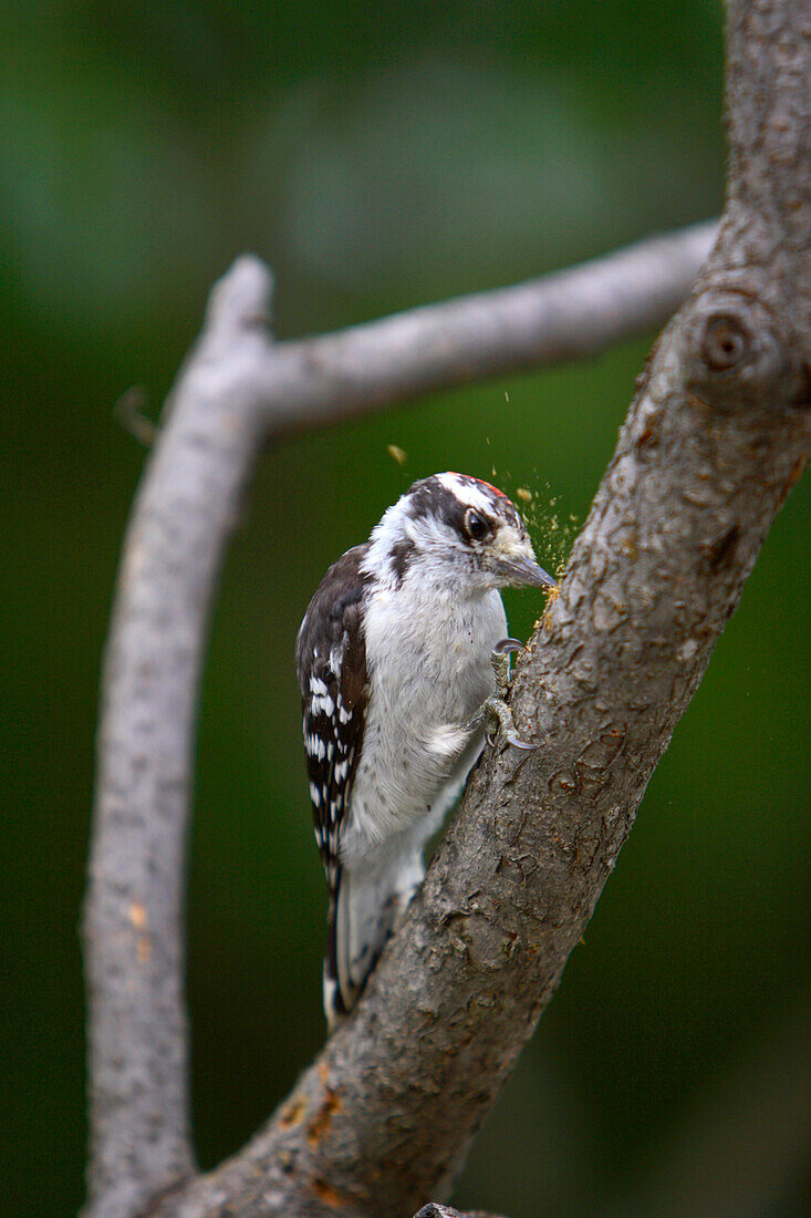 Downy Woodpecker on a Sumac Tree, Muskoka, Ontario