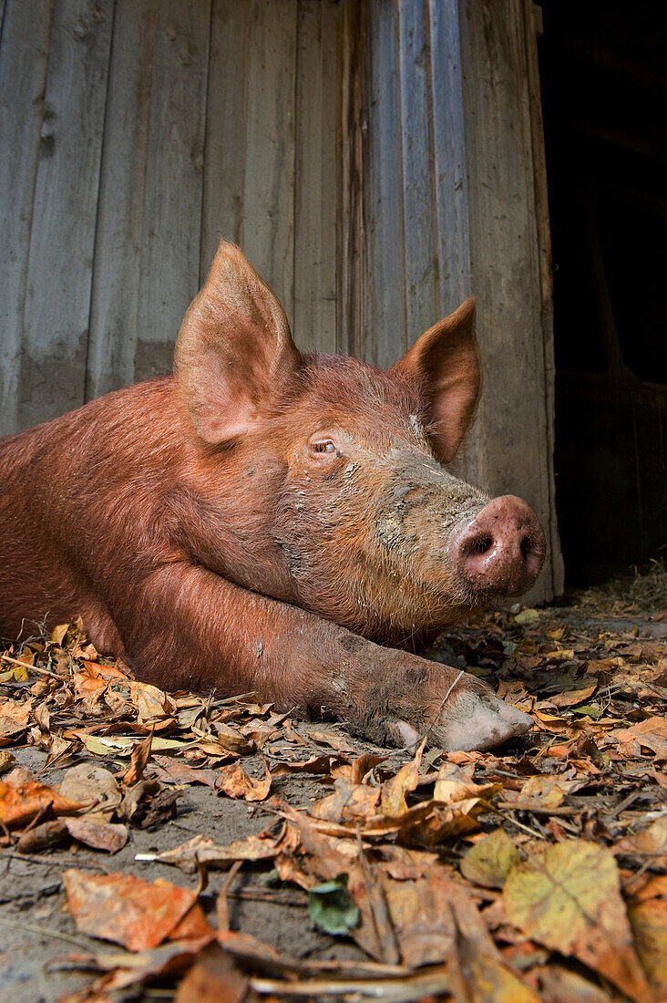 Pig in the pen Riverdale Farm, Toronto, Ontario