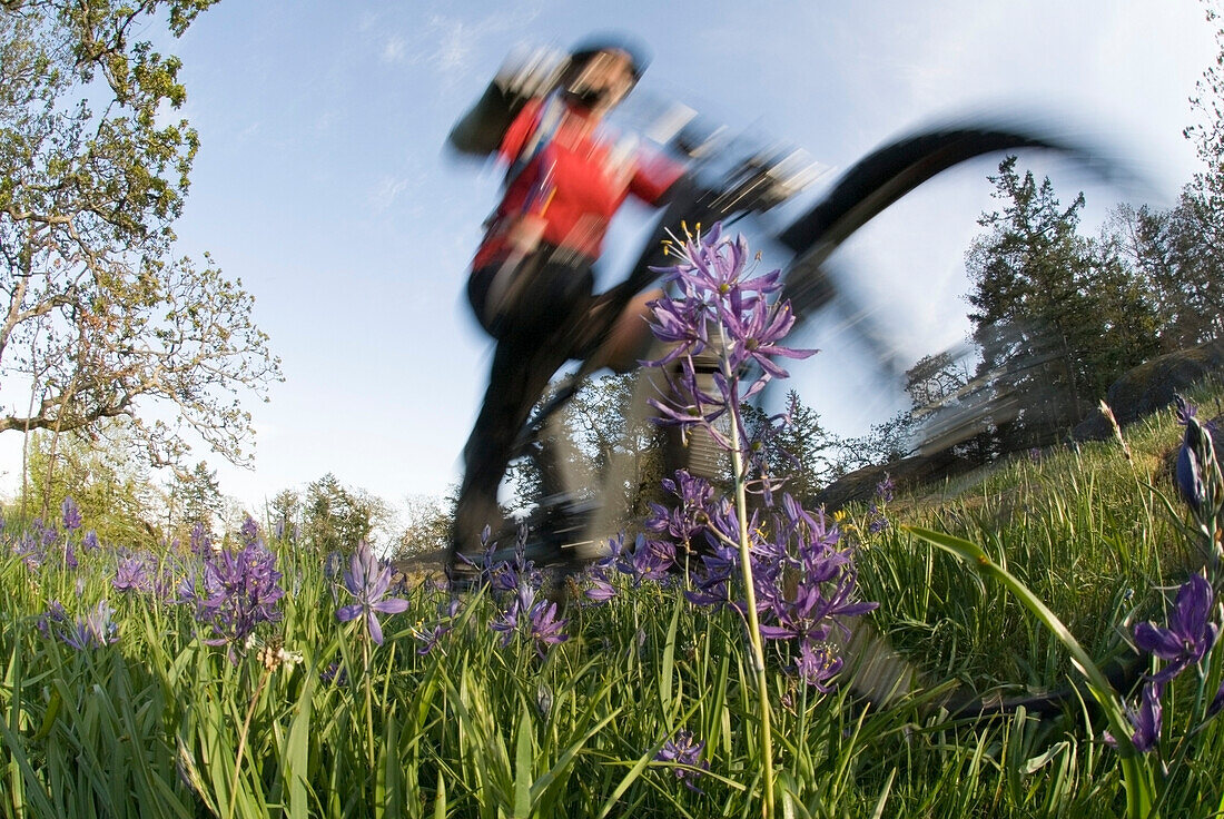 Woman Riding a Mountain Bike through a Field of Wildflowers, near Victoria, British Columbia