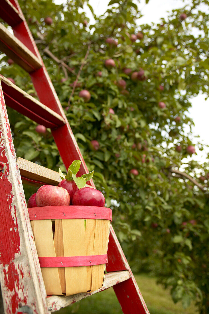 Basket of Apples on a Ladder, Rougemont, Quebec