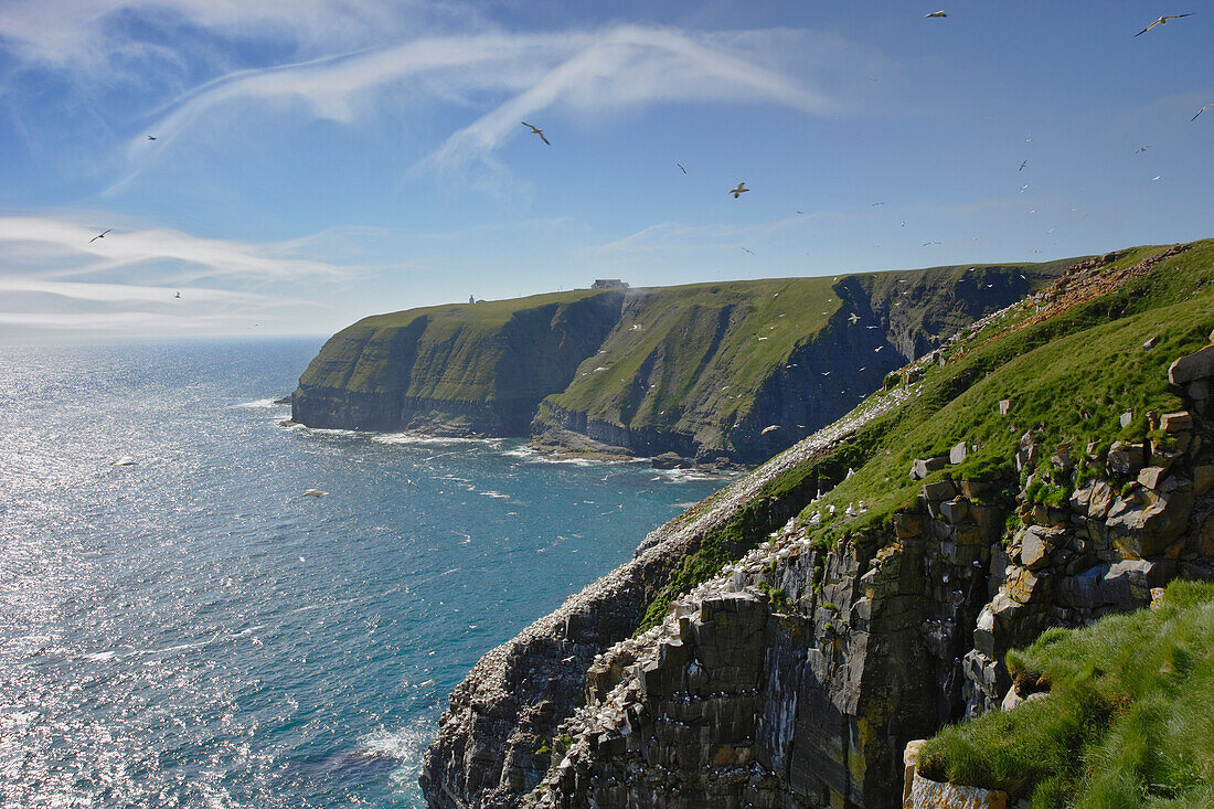 Gannets (Morus bassanus) in Flight, Cape St. Mary's Ecological Reserve, Avalon Peninsula, Newfoundland