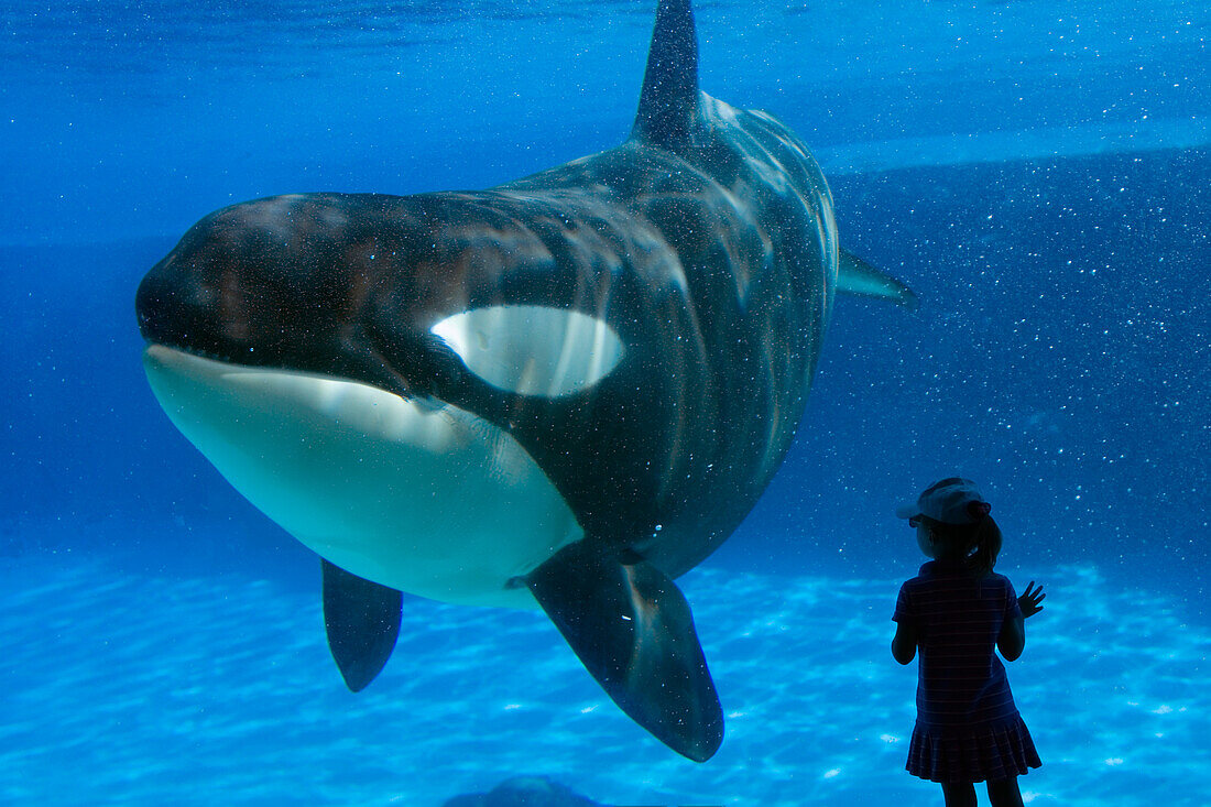 Little Girl and Killer Whale at a Marine Park, Ontario, Canada