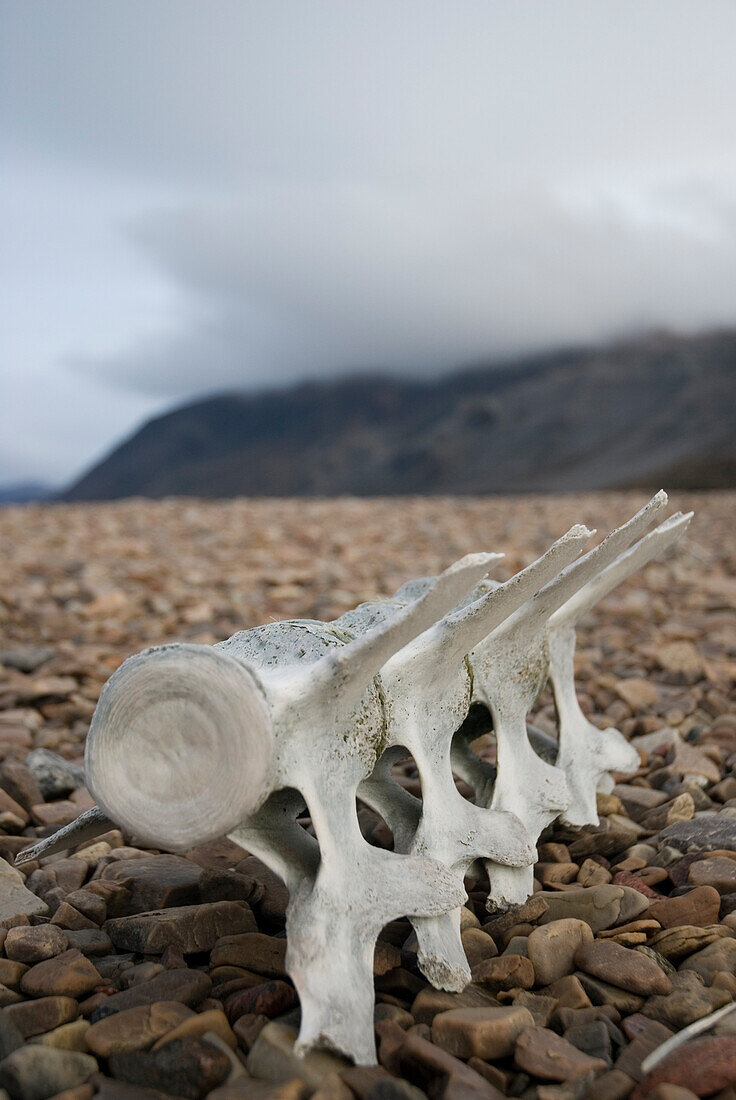 Whale bone in Tay Bay, Bylot Island, Sirmilik National Park, Canada