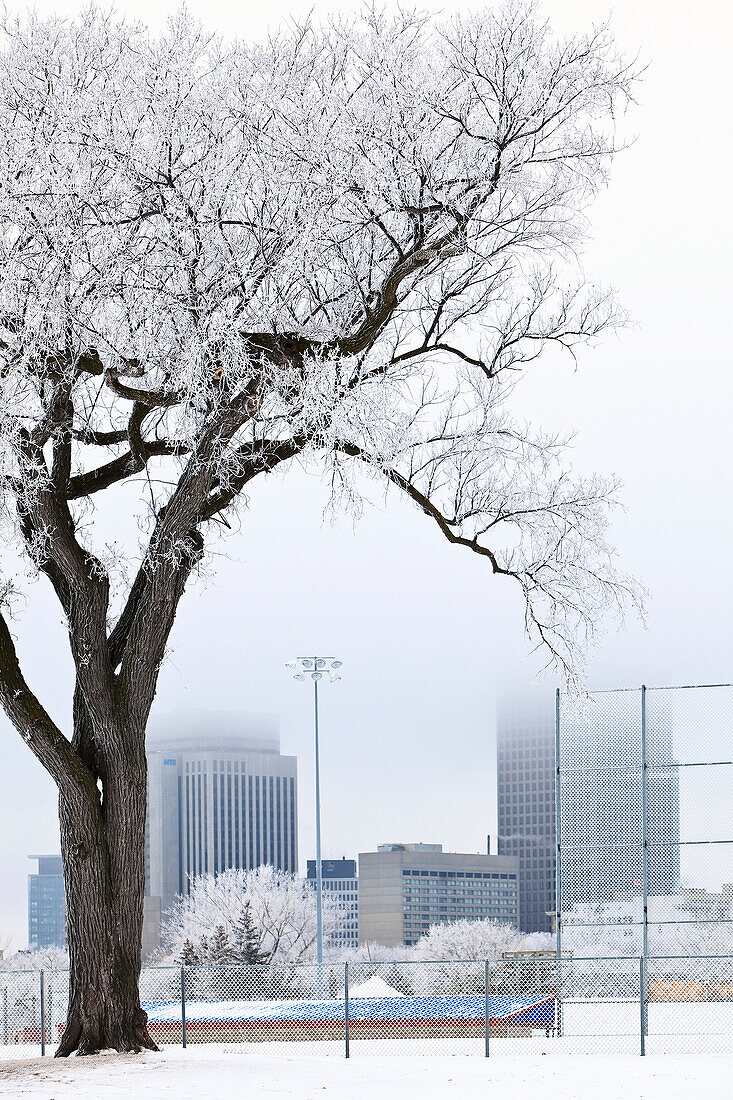 Hoar frost covering trees and baseball diamond in Whittier Park. Downtown skyline in background, Winnipeg, Manitoba