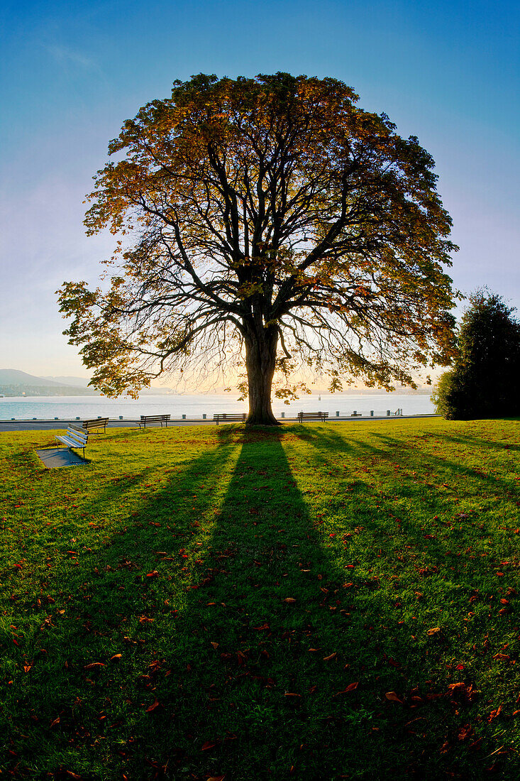 Tree silhouetted against sunrise in Stanley Park, Vancouver, British Columbia
