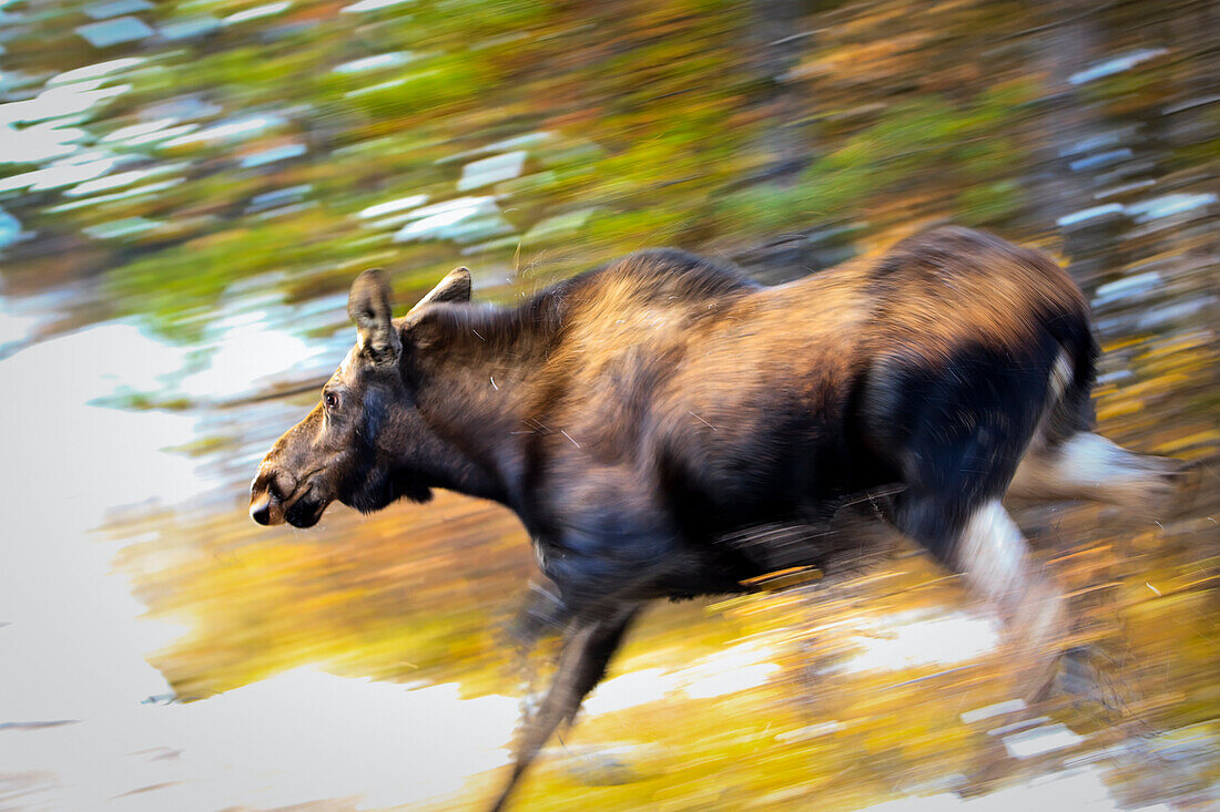 Female Moose running through woods, Maligne Lake, Jasper National Park, Alberta