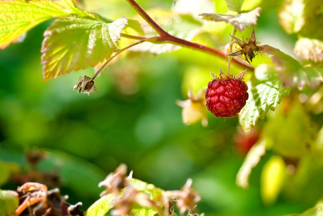 Close-up of raspberry patch, Lincoln Gardens, Lumsden, Saskatchewan