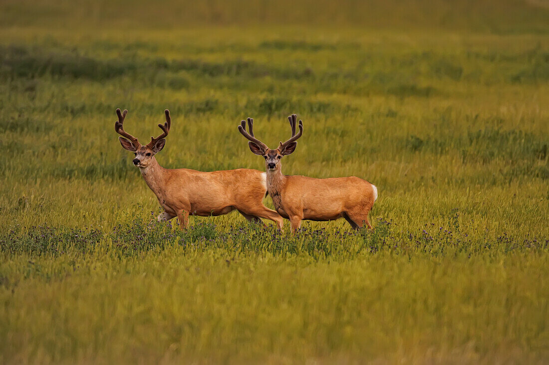 Mule deer at dusk, Saskatchewan