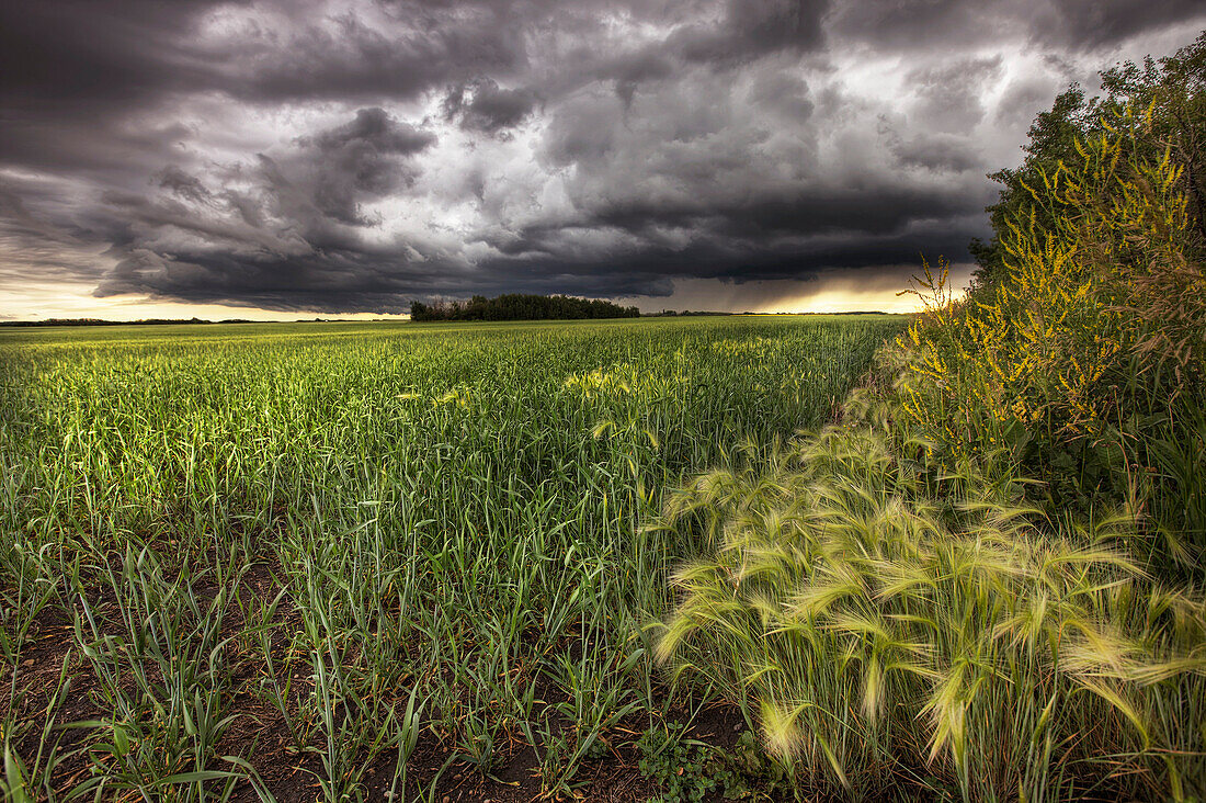 Thunder clouds over field of wheat north of Edmonton, Alberta