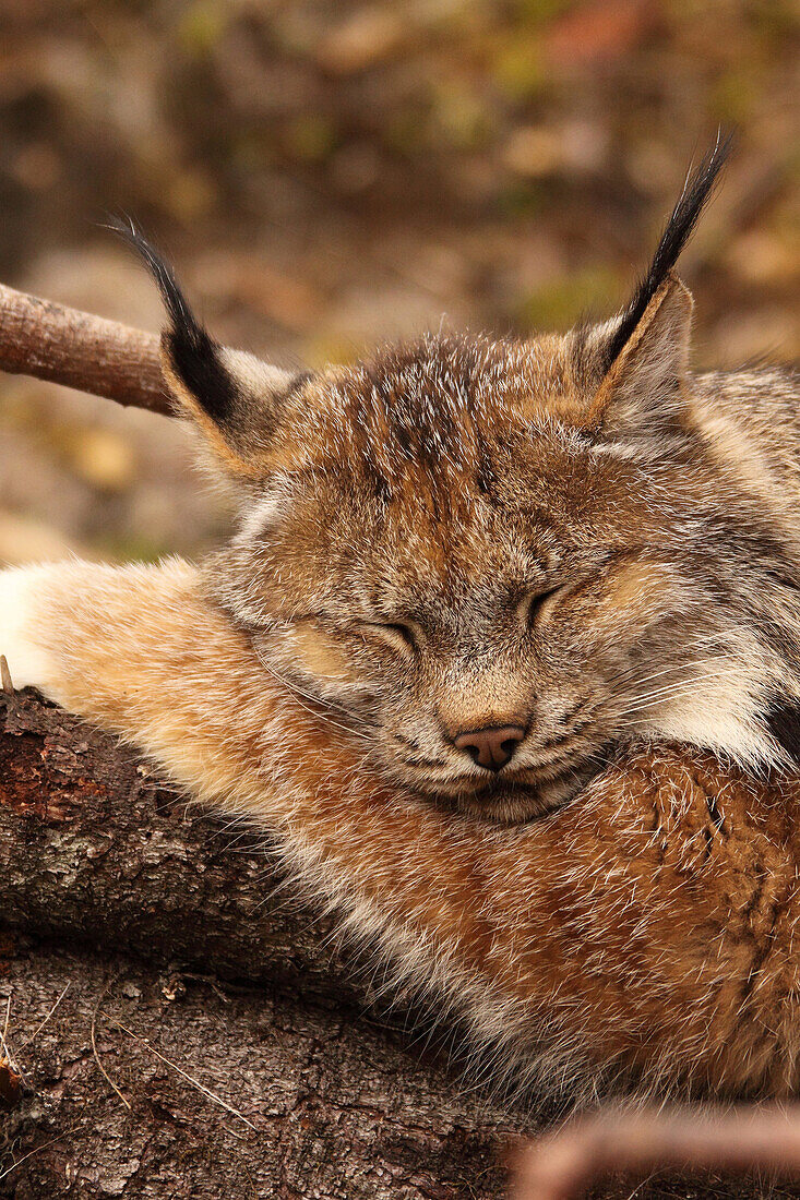 Lynx sleeping on log, northern British Columbia