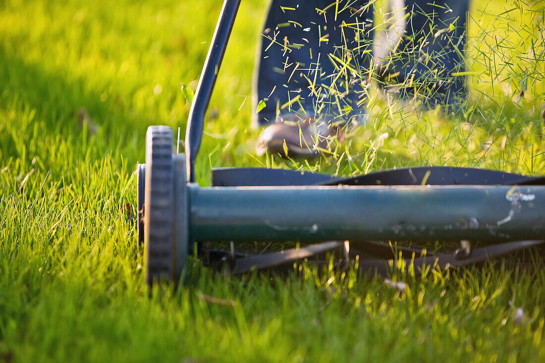 Cutting the grass with environmentally friendly push mower, Winnipeg, Manitoba