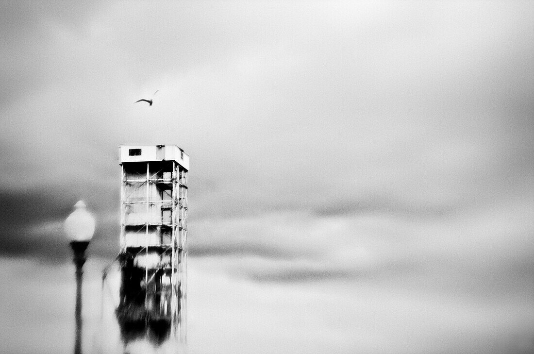 Seagull flying over an abandoned tower, Montreal, Quebec