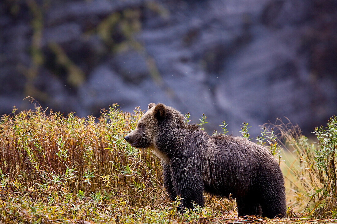 A young female Grizzly Bear standing in tall grass, Mussel River, Great Bear Rainforest, British Columbia