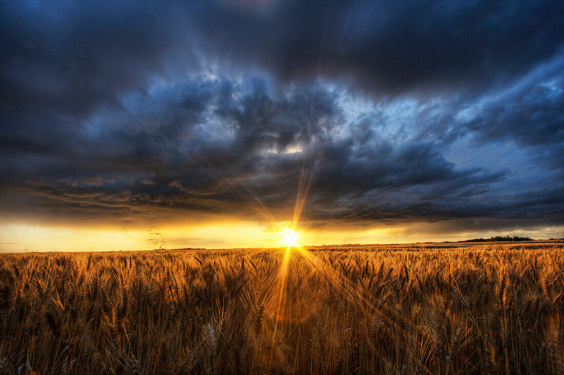 Autumn sunset over a barley field on a farm north of Edmonton, Alberta.