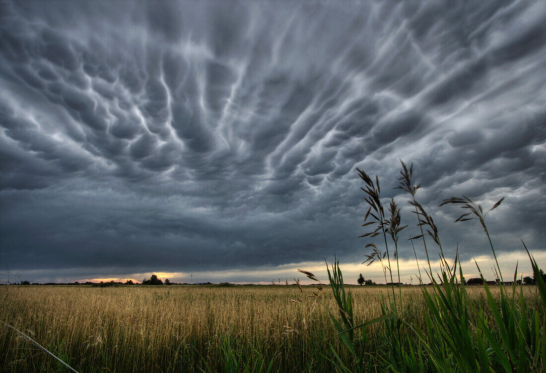 Mammatus storm clouds over a wheat field and farm north of Edmonton, Alberta.