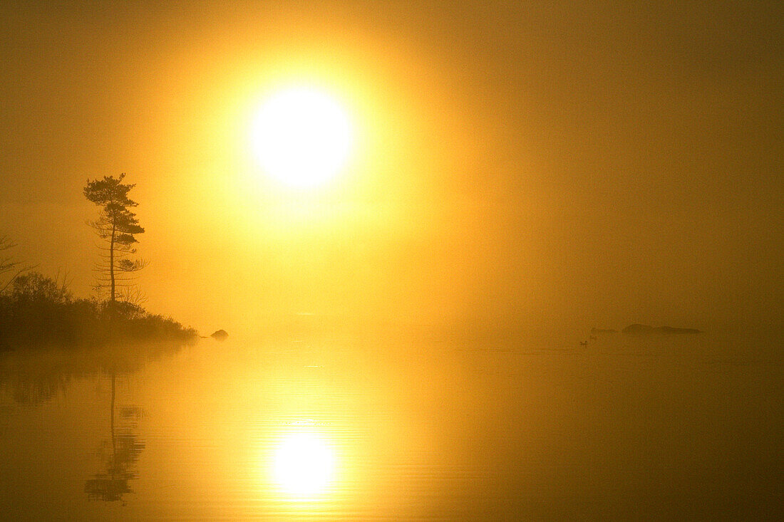 Lone Pine and Haloed Sun Through Morning Lake Mist, Rocky Lake, Nova Scotia