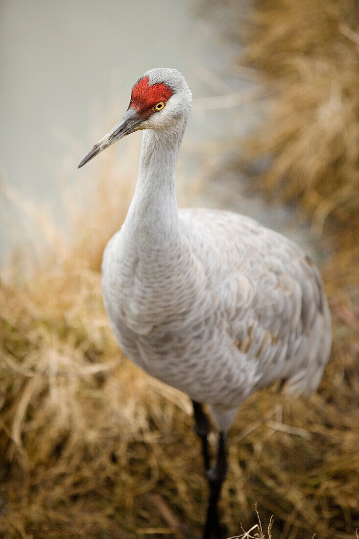 Sandhill Crane in Delta, British Columbia