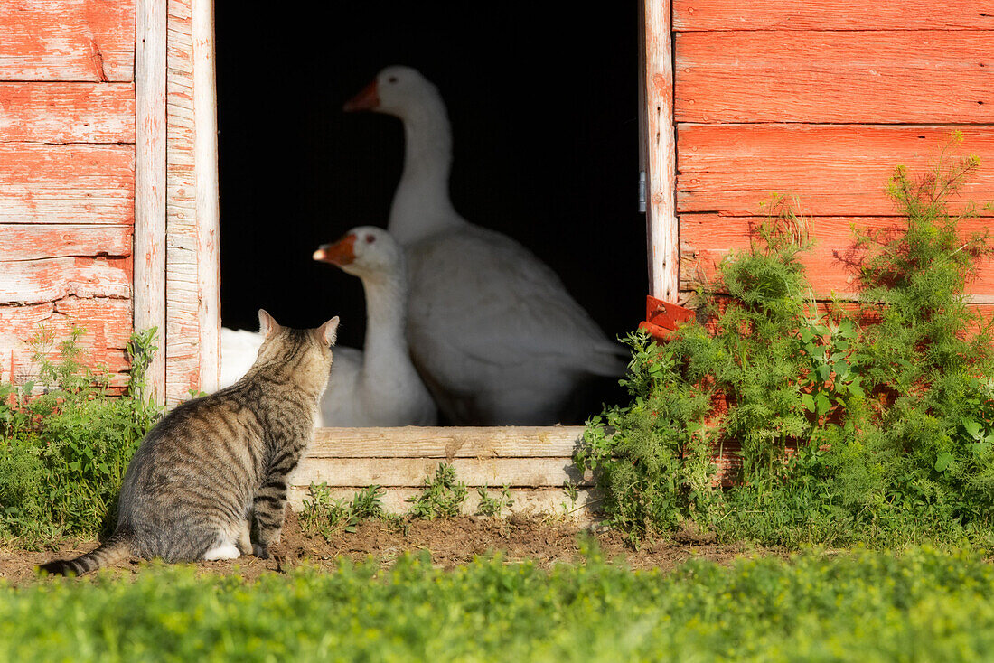 Cat Looking into Barn at Two Geese, Southwestern Saskatchewan