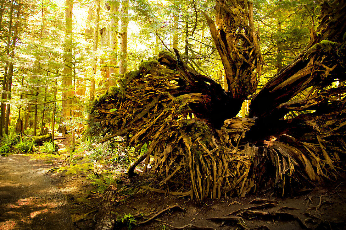 Roots of a tree in forest in Cathedral Grove, MacMillan Provincial Park, Port Alberni, Vancouver Island, B.C., Canada