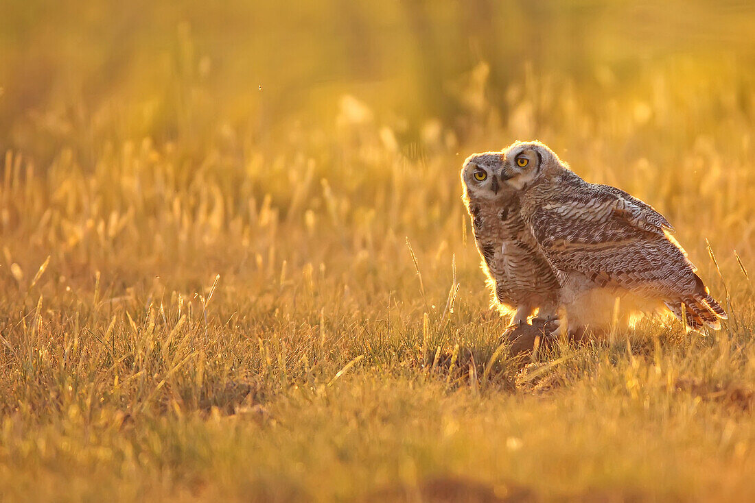 Immature Great horned owls backlit in a grass field, Saskatchewan