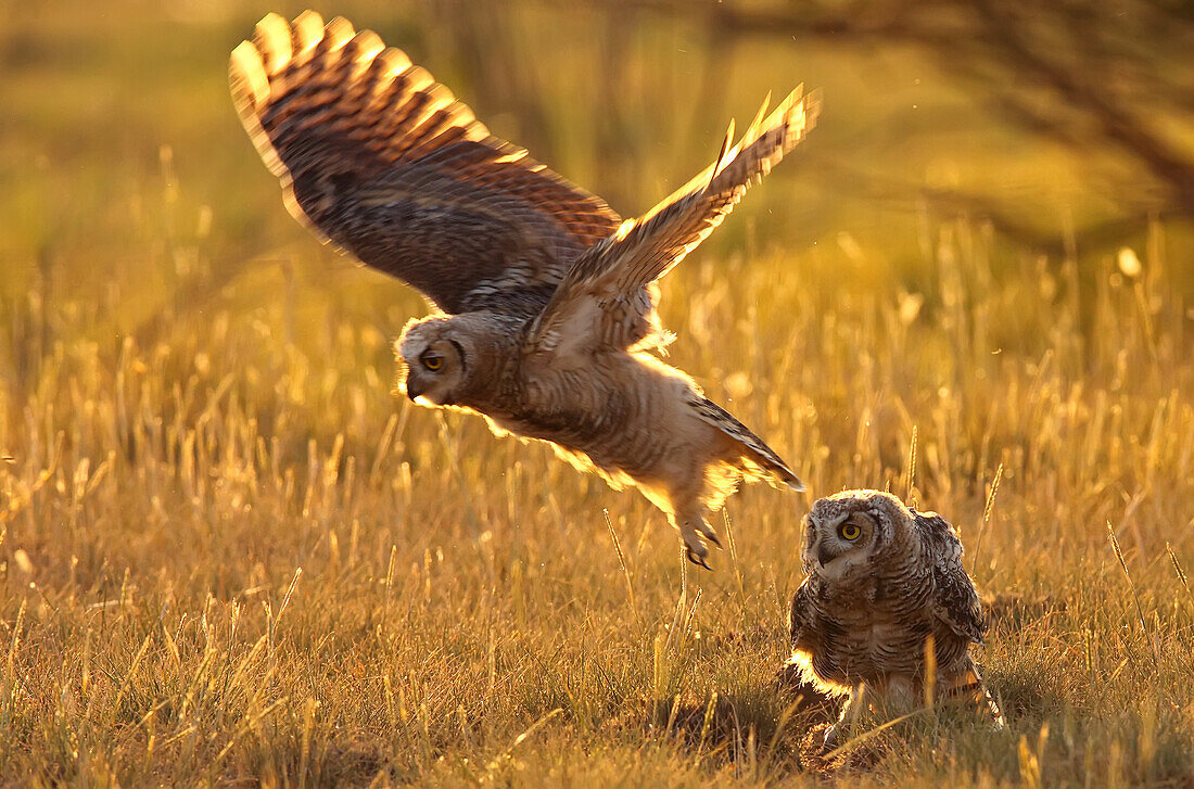 Immature Great horned owls backlit in a grass field, Saskatchewan