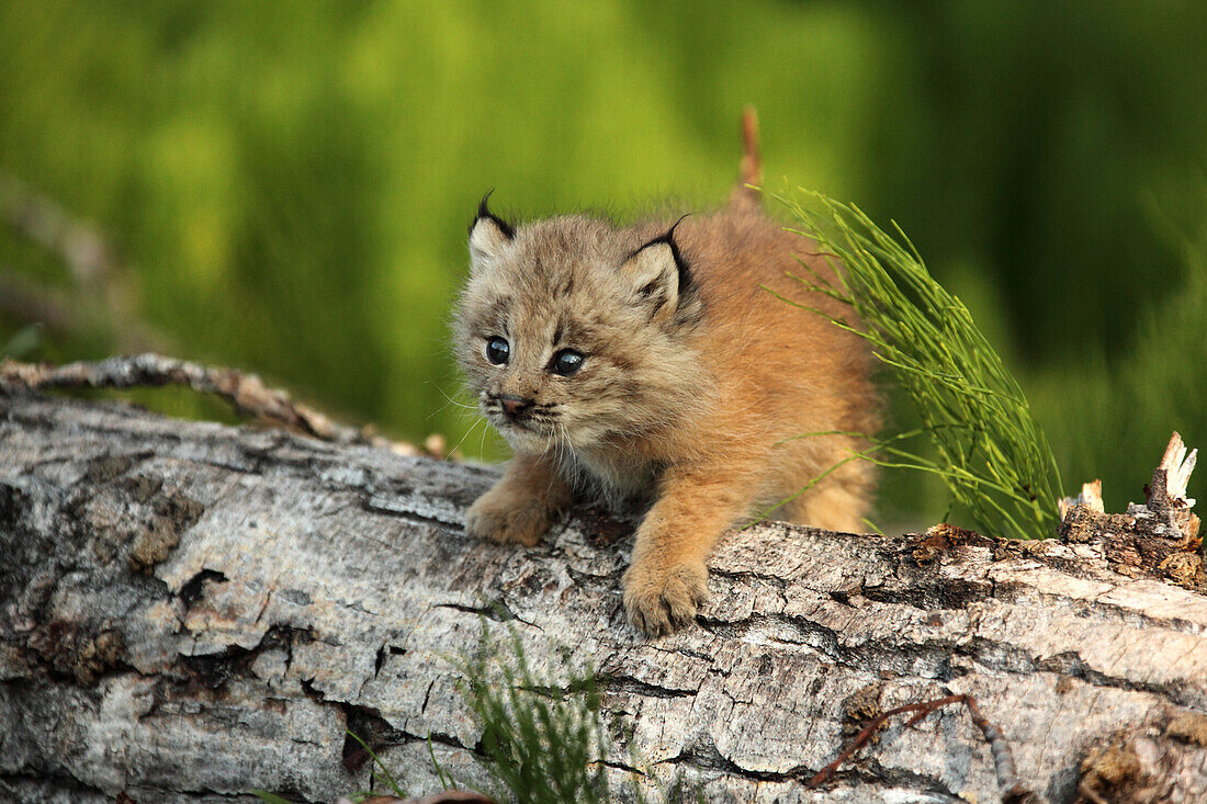 Canadian Lynx Kitten climbing on a log, Alaska
