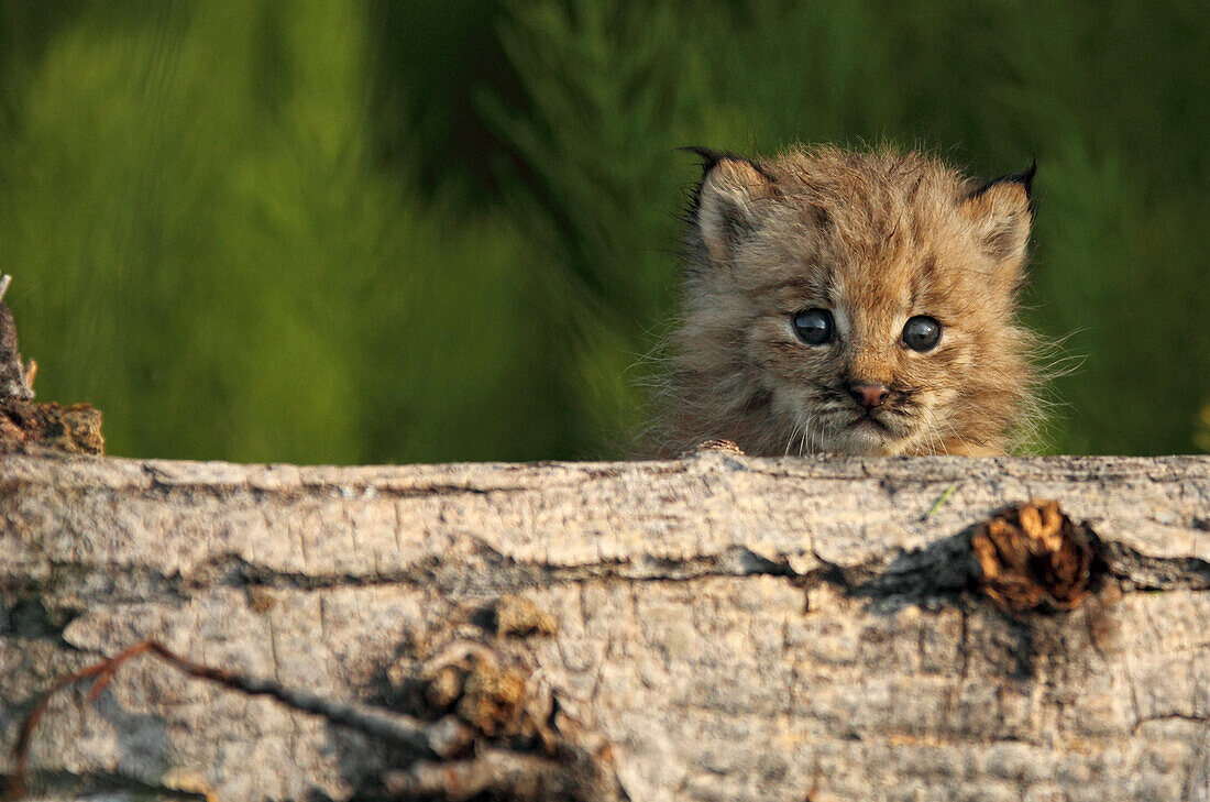 Canadian Lynx Kitten looking over a log, Alaska