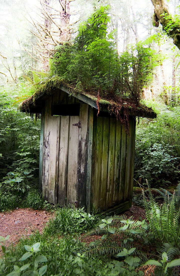 Outhouse with plants on roof, Pacific Rim National Park, Vancouver Island, British Columbia