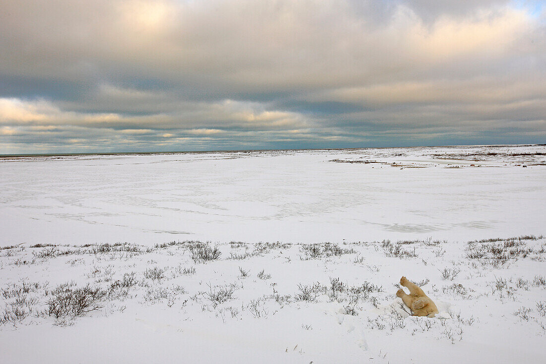 Polar bear playing in snow, Churchill, Manitoba