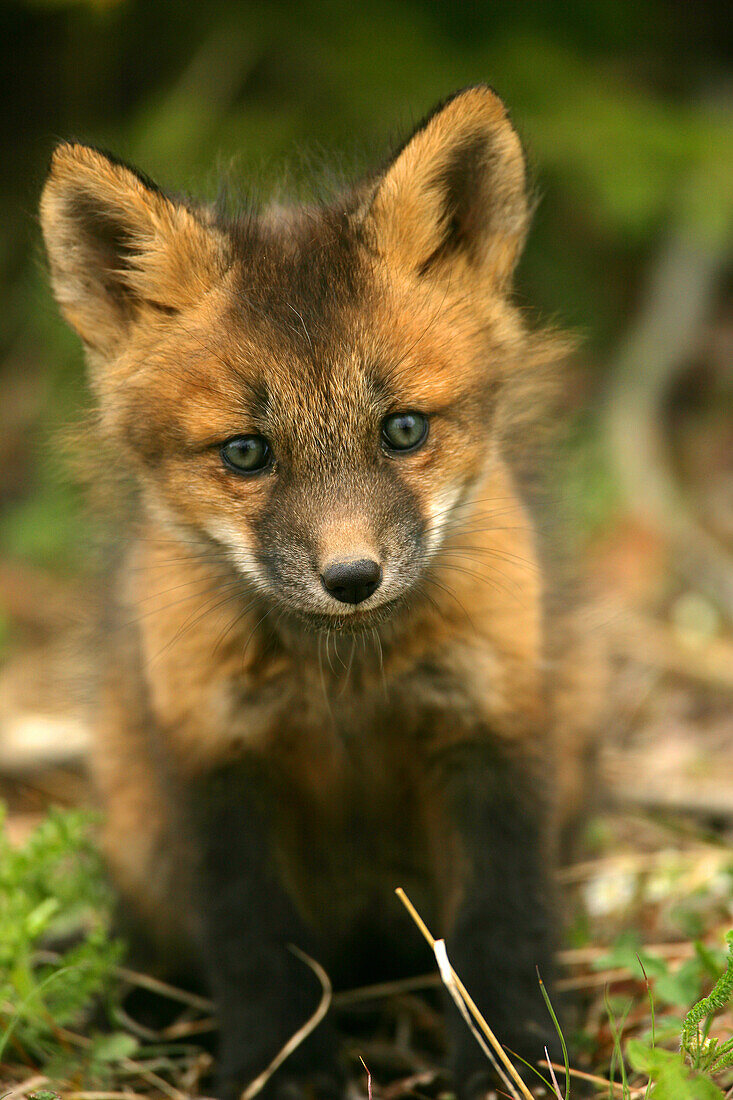 Young Fox, Teslin, Yukon