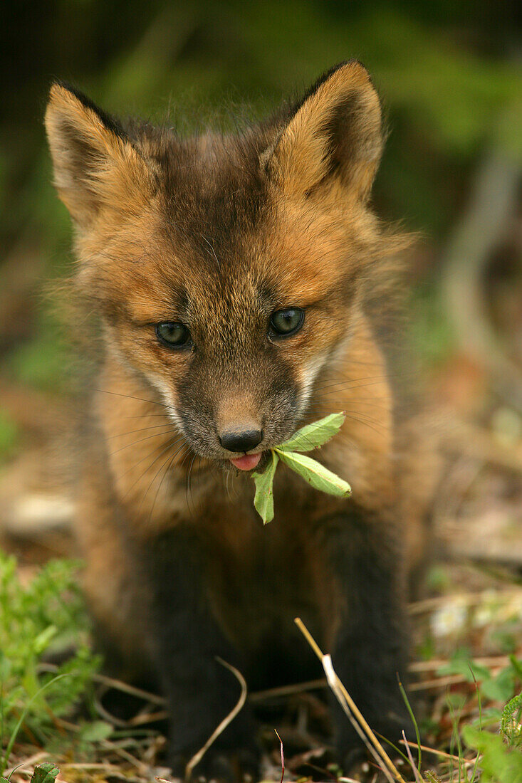 Young Fox Chewing on a Leaf, Teslin, Yukon