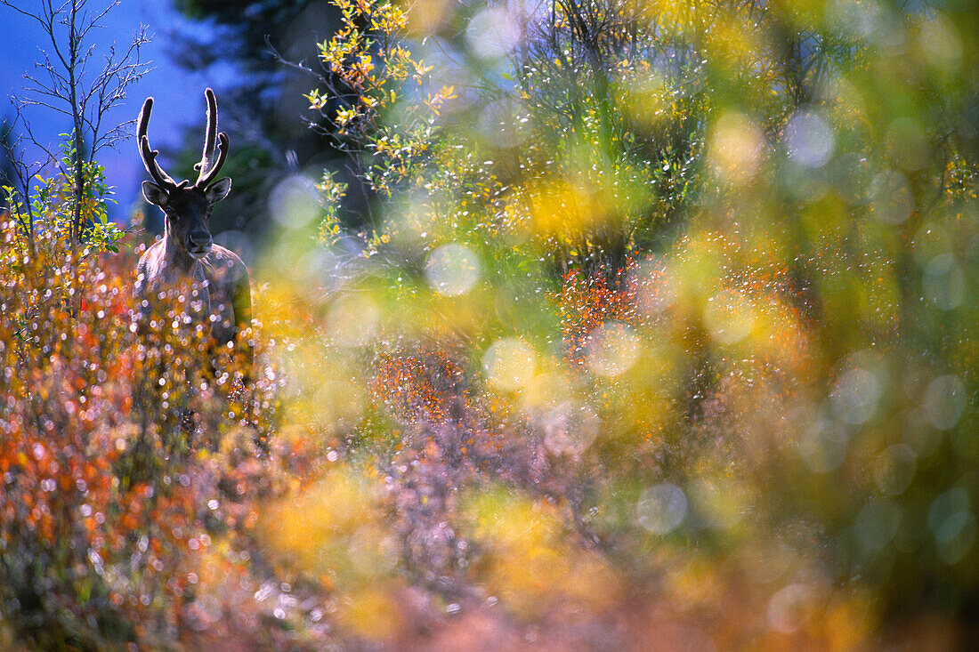 Woodland Caribou through Autumn Willows, Mayo, Yukon