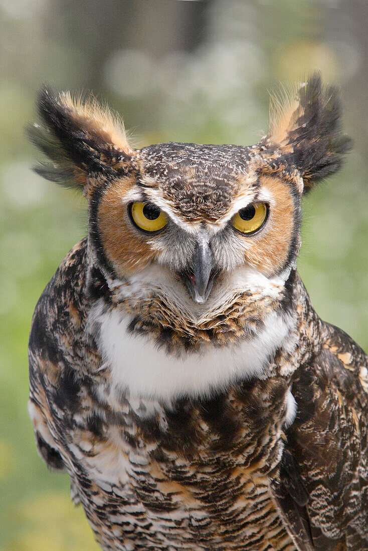 Great Horned Owl, Campbellville, Ontario