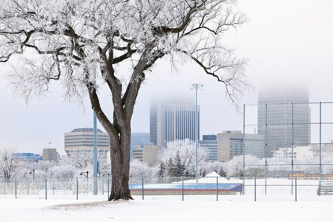 Frosty winter day, Whittier Park, downtown skyline in distance, Winnipeg, Manitoba, Canada