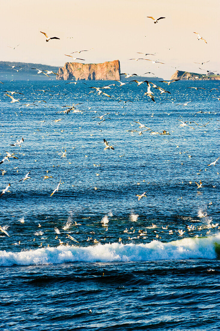 Gannets in flight and Perce Rock at sunrise from Barachois, Gaspesie, Quebec