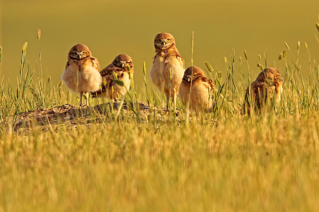 Digitally enhanced image with painterly effect of Burrowing owl chicks at sunset, Grasslands National Park, Saskatchewan