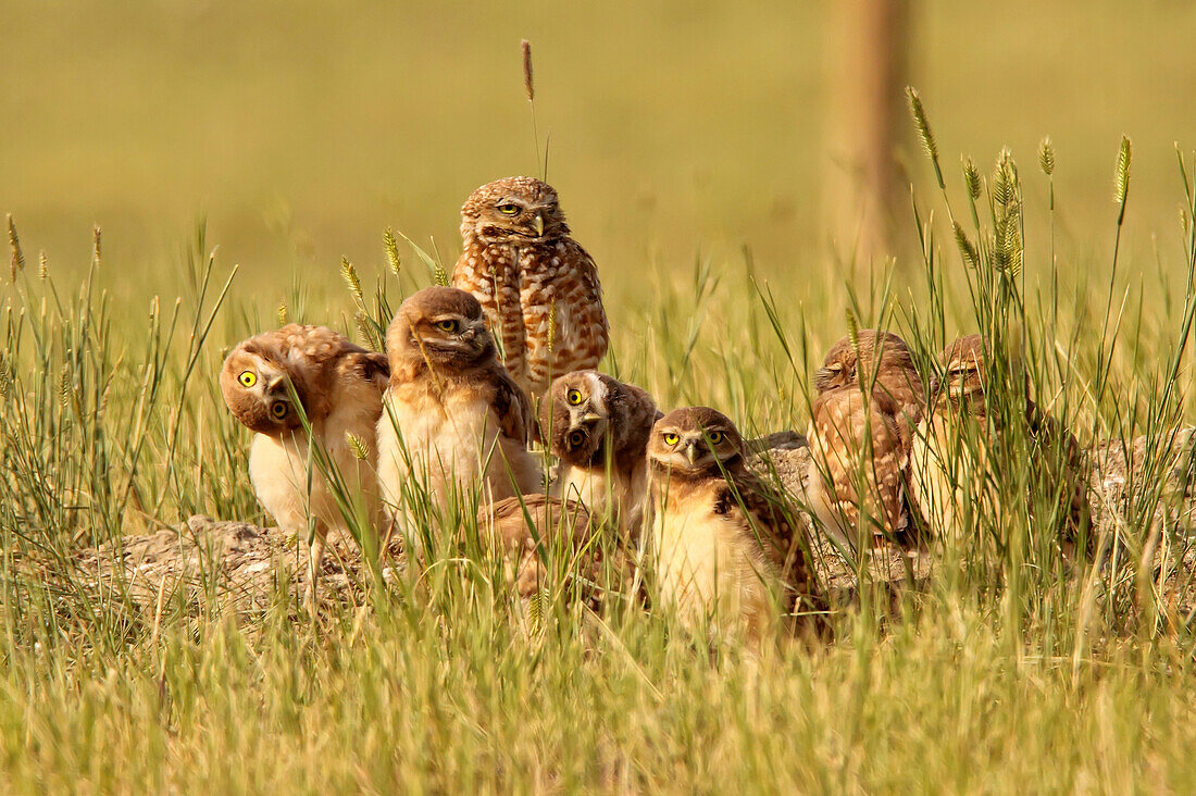 Digitally enhanced image with painterly effect of Burrowing owl chicks and adult, Grasslands National Park, Saskatchewan