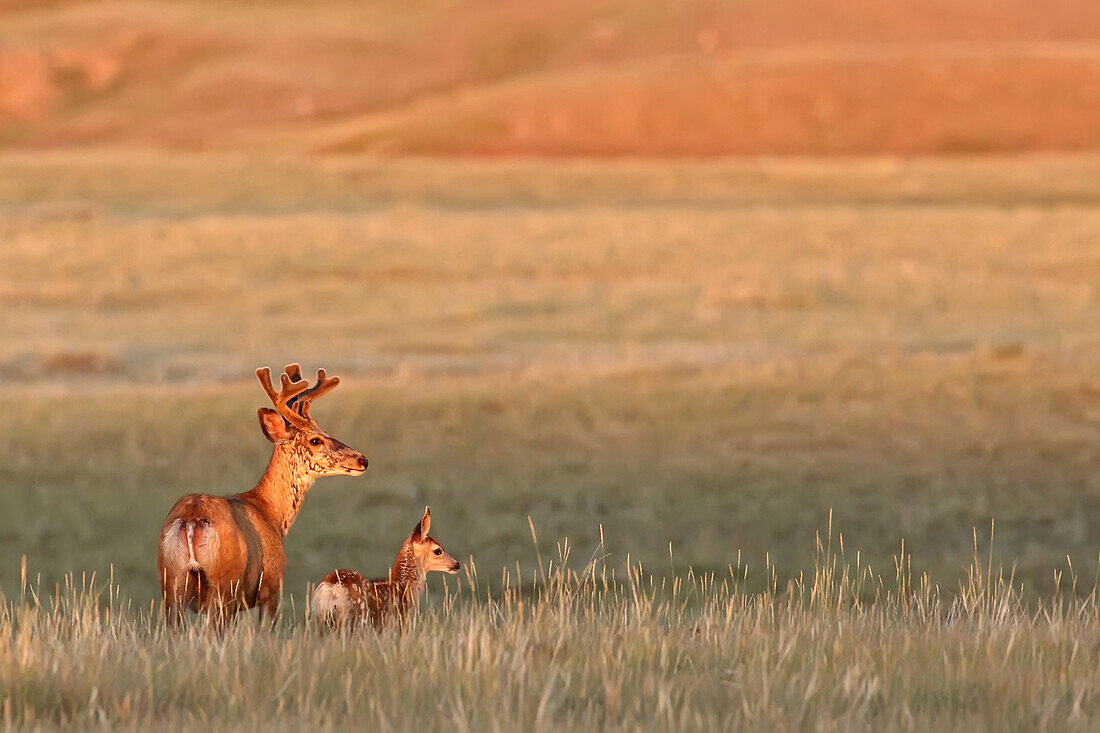 Digitally enhanced image with painterly effect of male white-tailed deer with young fawn, Grasslands National Park, Saskatchewan