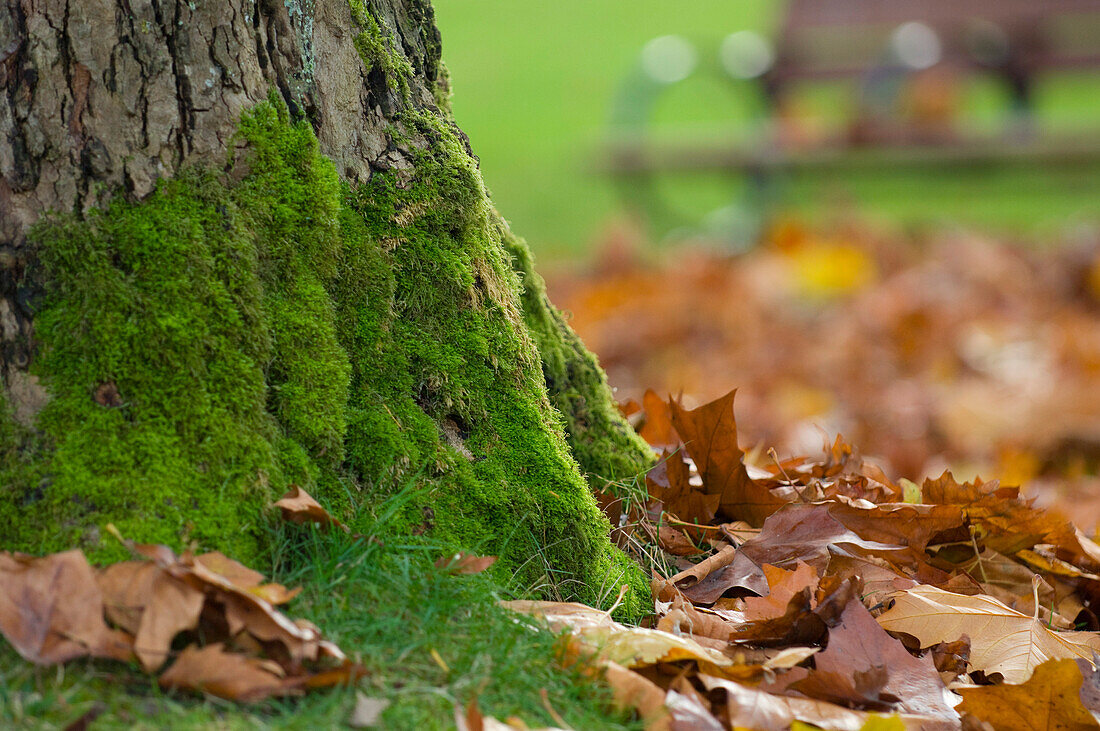 Mossy Tree and Leaves in Park, Vancouver, British Columbia