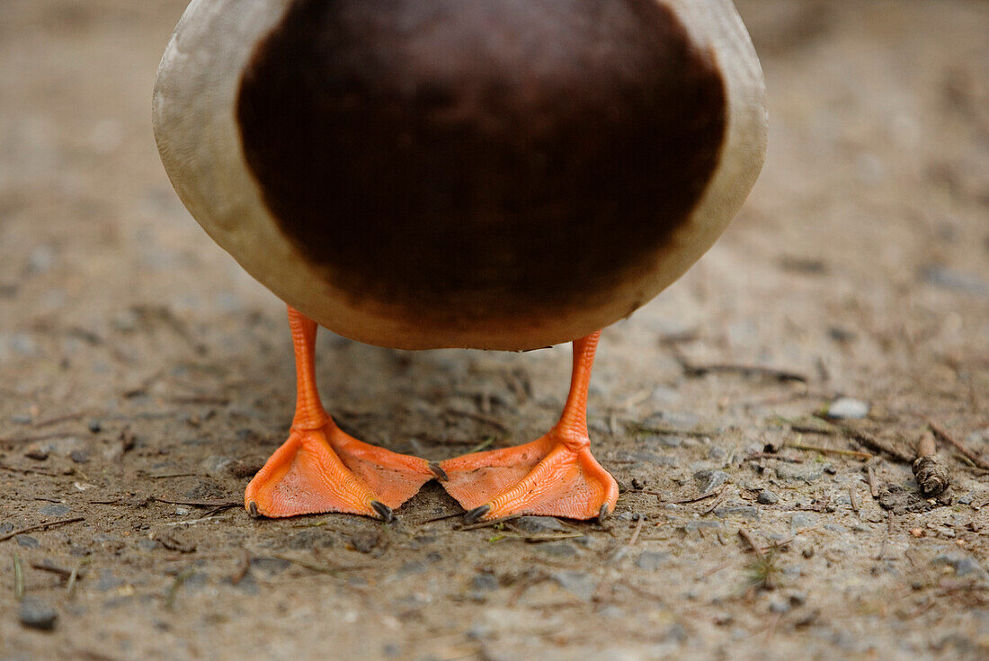 Mallard Duck Feet in Delta, British Columbia