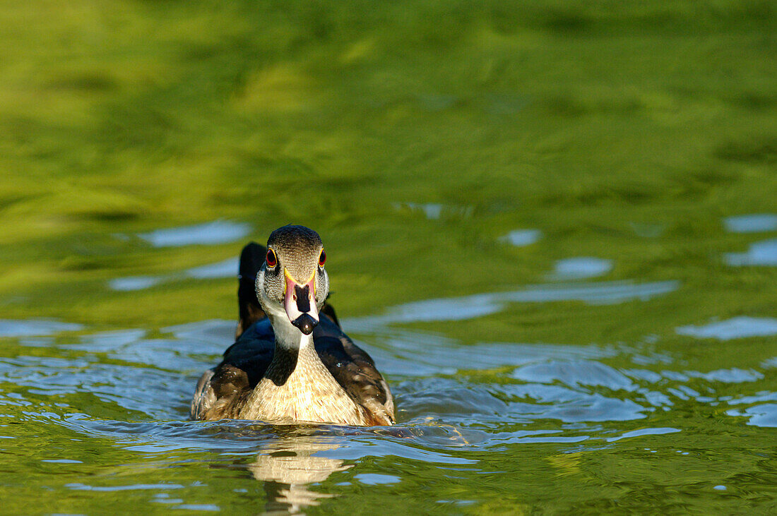 Duck swimming in pond
