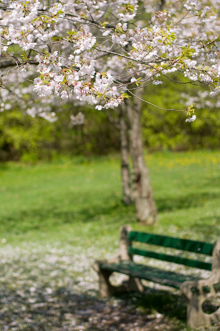 Cherry blossom tree with a bench in the background, High Park, Toronto, Ontario