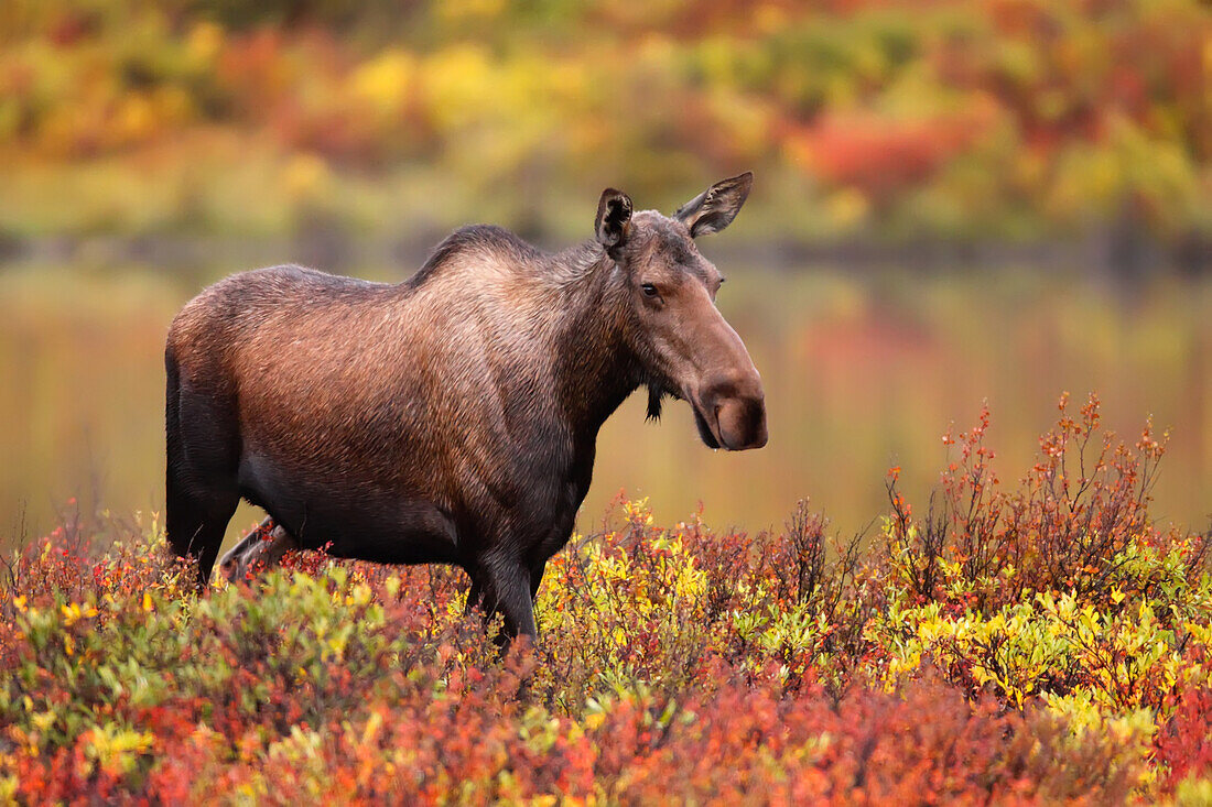 Adult female moose in the autumn colours, Dempster Highway, Yukon