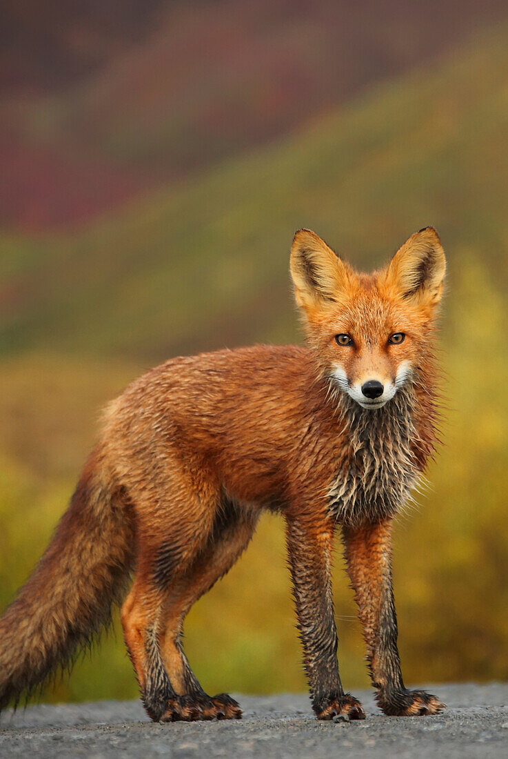 Young red fox, Yukon, Canada.