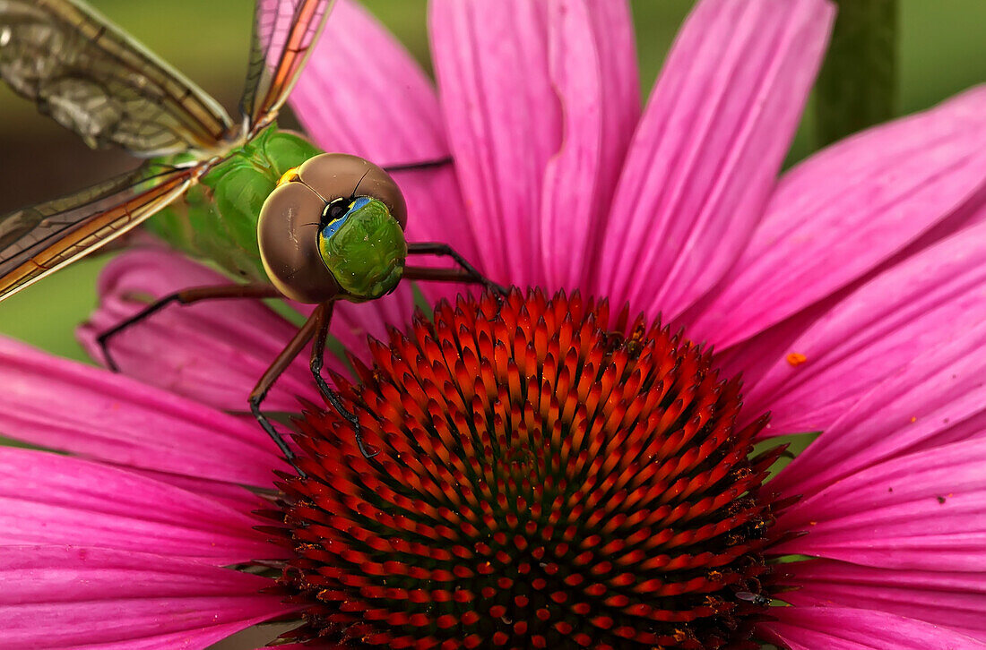 Close up of a dragonfly on a Aster, Ontario