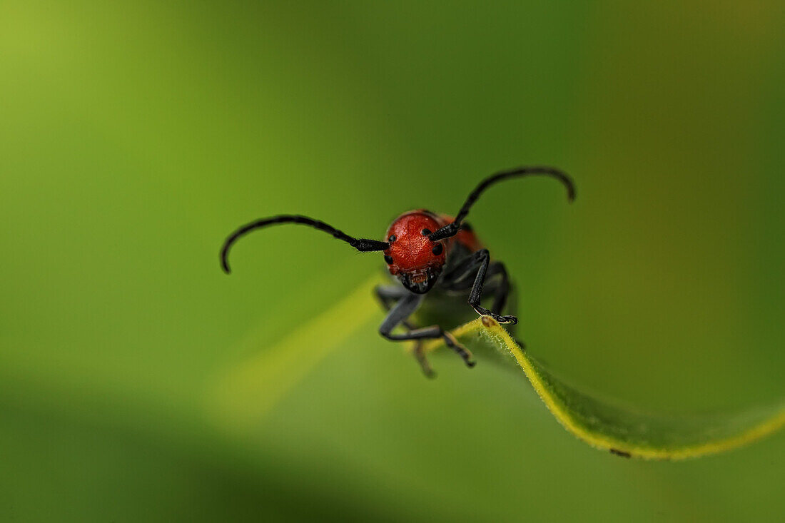 Close up of a red beetle on a leaf, Ontario
