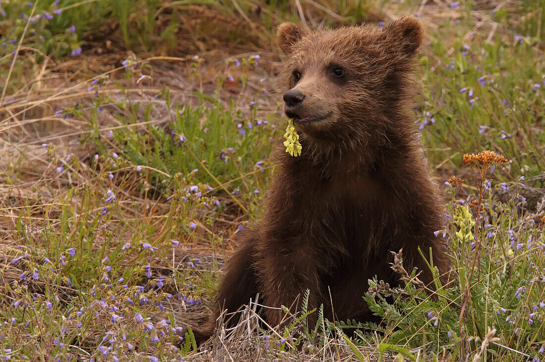Grizzly bear cub eating flowers, Yukon