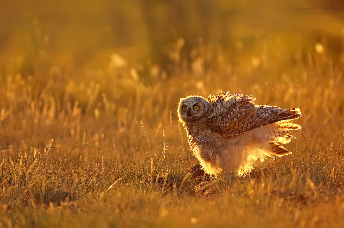 Immature Great horned owl backlit in a grass field, Saskatchewan