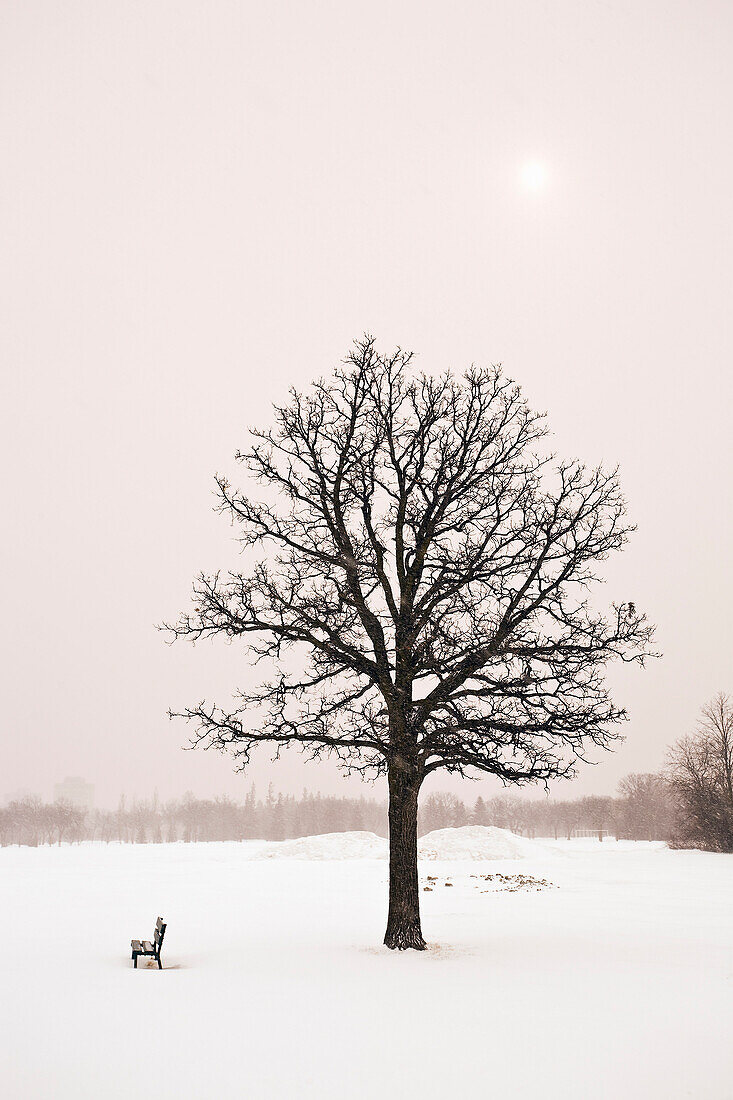 Lone tree and winter landscape, Assiniboine Park, Winnipeg, Manitoba